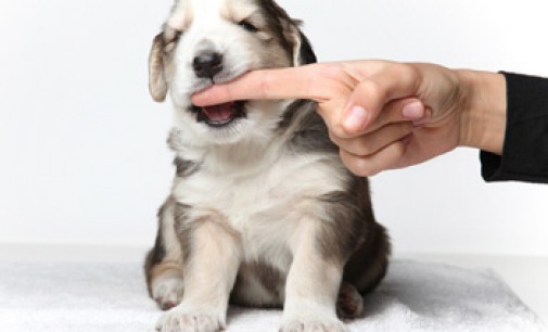 Dog Bite Injuries